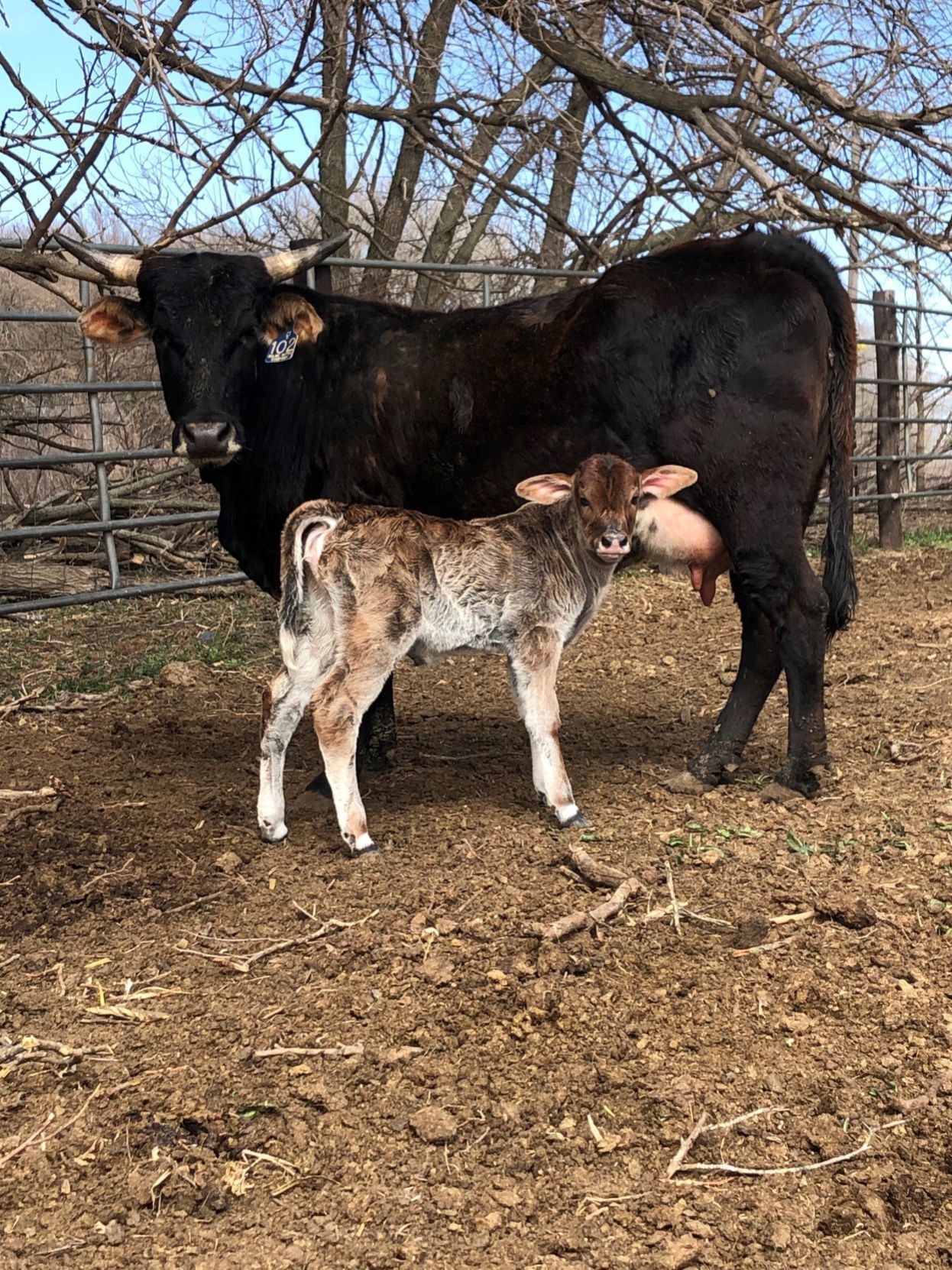 New calf